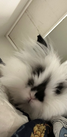 Lionhead – lionhead rabbit