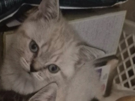 British Shorthair – süsse bkh kätzchen – Hamburg