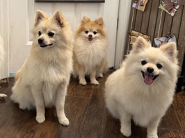 Pomeranian – Adorable 6-Month-Old Pomeranian Puppies – House Trained – Tyrone