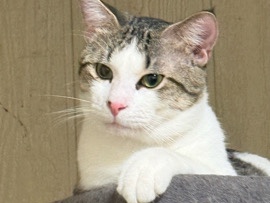 American Shorthair – please find me a loving home – Fort Worth