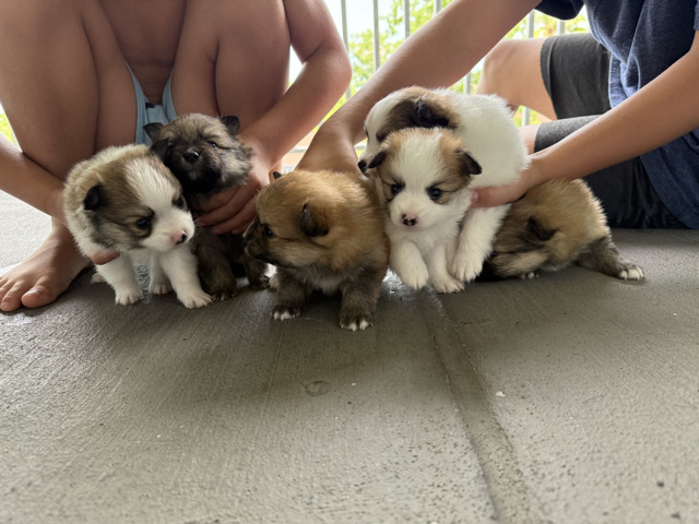 Pomeranian – Cachorros Pomeranian en Venta – Orlando