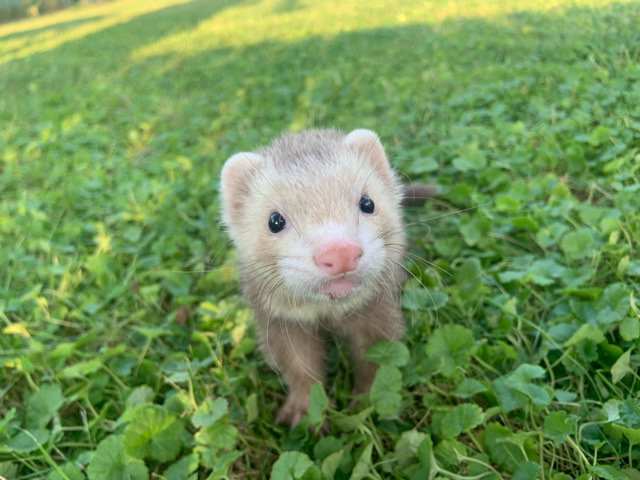 ferret – Looking to Rehome my young ferret