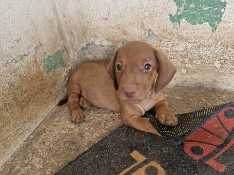 Lindos filhotes Daschund 