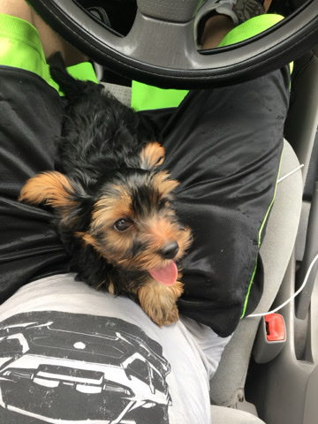 Yorkshire Terrier – AKC 4 year old Yorkie for sale
