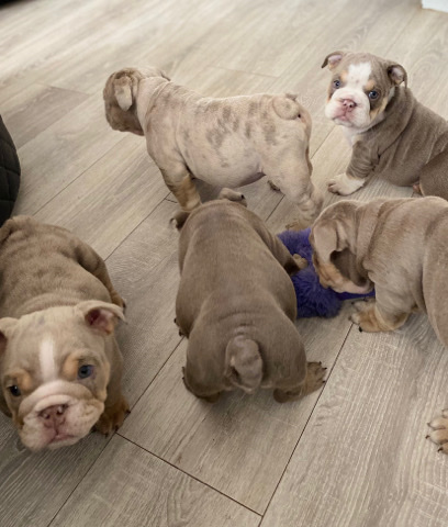 Bulldog – Stunning Merle / Lilac & Tan English Bulldogs