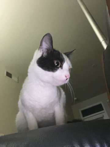 cat named Kat