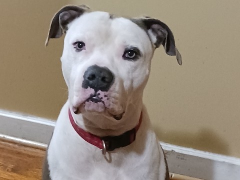 American Pit Bull Terrier – A home for Chief – Birmingham