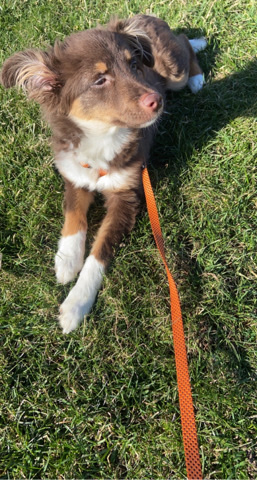 Australian Shepherd – Red Tri Toy Aussie