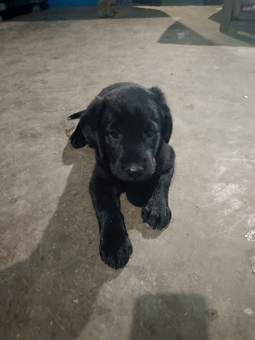 lab puppy