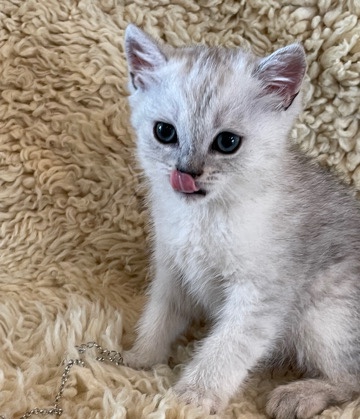 Scottish Fold – Scottish Straight
