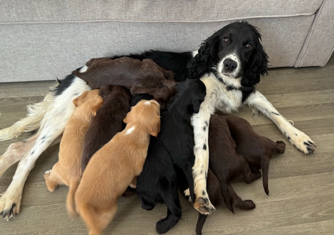 English Cocker Spaniel – 5 Week Old Cocker Spaniel Puppies For Sale