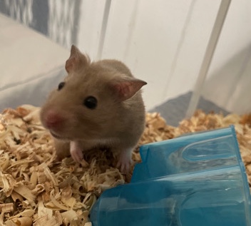 hamster needs a new home