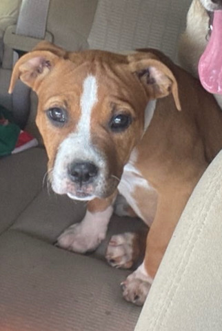 American Staffordshire Terrier – Free Free Free Dog need gone ASAP