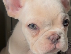 French Bulldog – Platinum French Bulldog – Riverside