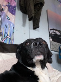American Pit Bull Terrier – Pit mix needs loving home – Stony Point