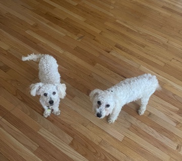 Poodle – Girl Poodle & Boy Maltipoo puppy for sale
