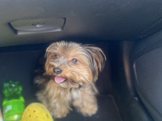 Image of Yorkshire Terrier