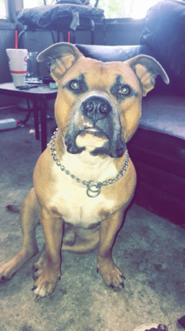American Pit Bull Terrier – Omega