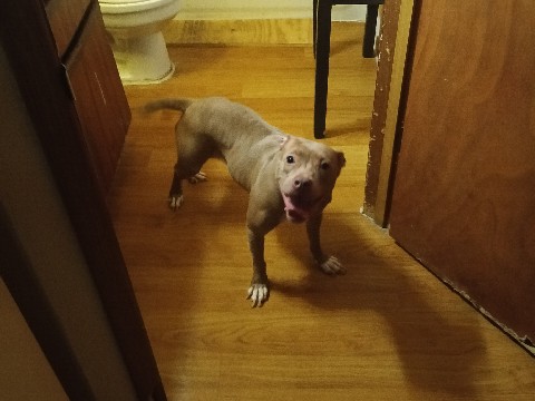 Billy – great condition great health – Lewisville