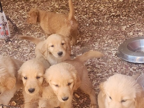 Golden retriever puppies 