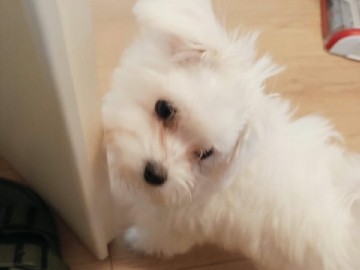 Bichon Frise – mini Bichon Frise sucht ein Zuhause – Schweinfurt