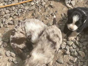 Miniature Australian Shepherd – Mini Aussie – Charlotte