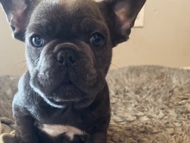 French Bulldog – Frenchie Puppy – Victorville