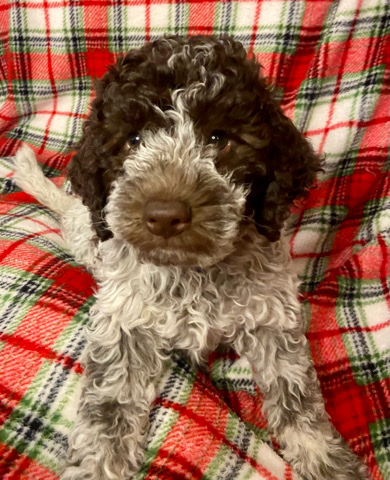 Lagotto Romagnolo – Christmas Puppies