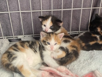 3 Kittens ready to leave soon – Leicester