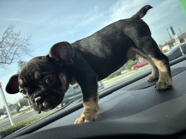 Image of French Bulldog