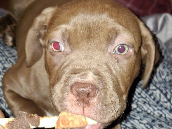 American Pit Bull Terrier – cute dog looking for a new home – Detroit