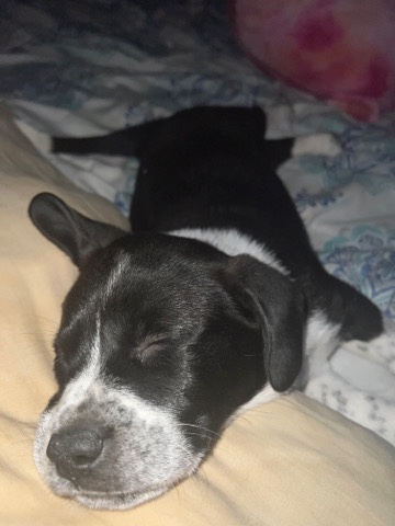 dojo lab puppy
