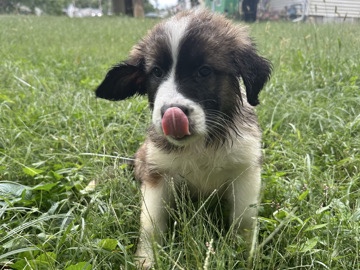 Great Pyrenees – Great Pyrenees and golden retriever puppies for for sale each $400 – Ottumwa