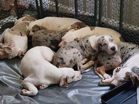 Bull and Terrier – XL Bullies – Snellville
