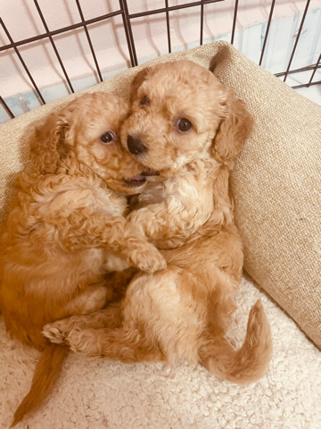 Poodle – ‼️ Small cute Poodle puppies for sale‼️