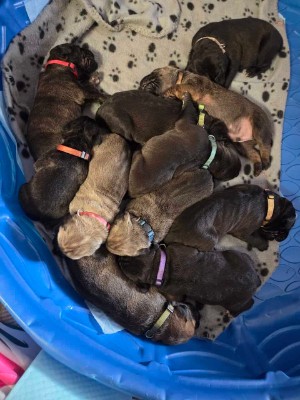 Cane Corso – Cane Corso-Neapolitan Mastiff mix puppies – Topeka