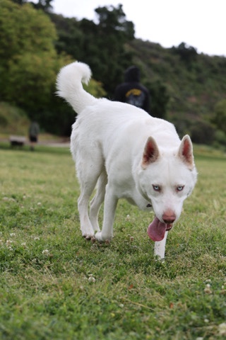 Labrador Husky – white husky needs rehoming