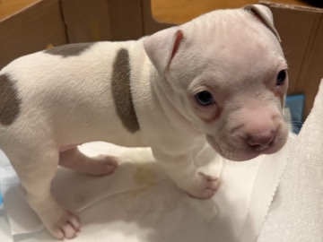 Bull Terrier – Female Bully Puppy – Dacula