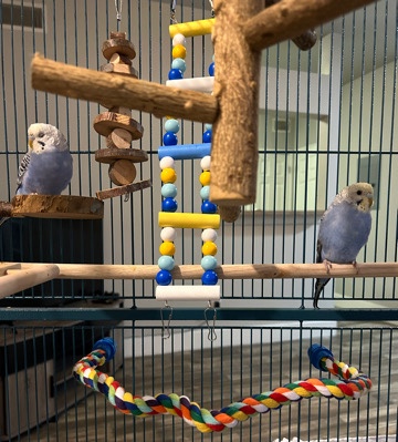 Budgies for sale!