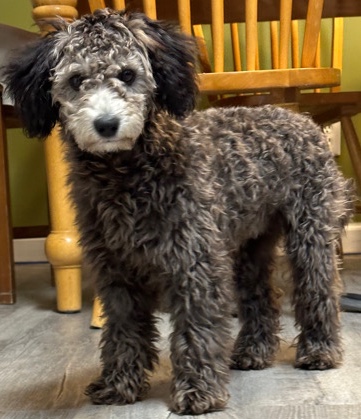Poodle – Toy poodle , 5 Months