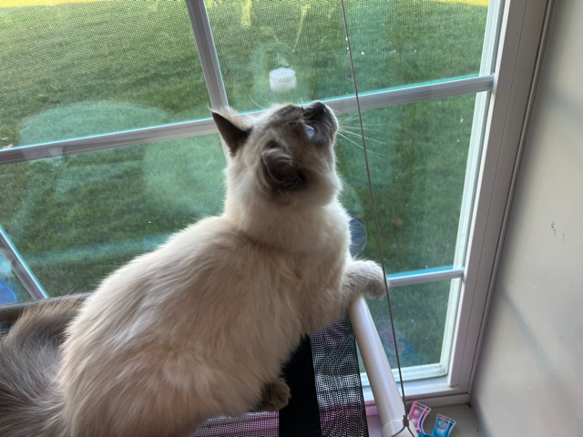 Ragdoll – Nikko