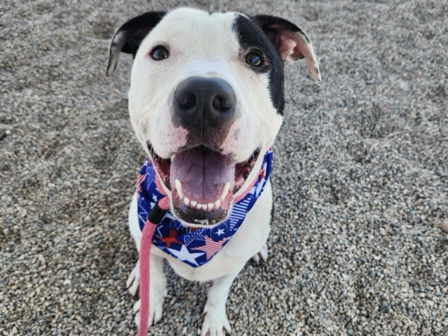 American Pit Bull Terrier – American Pitbull Terrier – Glendale