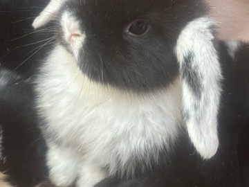 Holland Lop – Adorable Holland Lop Rabbits – 6 Months Old – Groveport