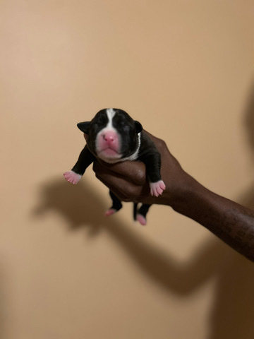 American Pit Bull Terrier – American bully puppies