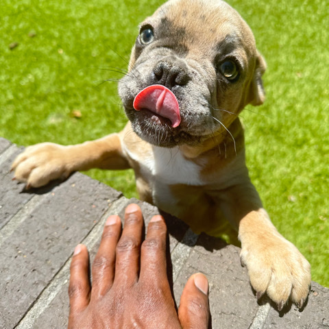 Isabelle Merle frenchie [male]