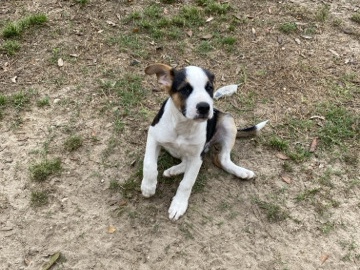 Rottweiler – Rottweiler jack Russel terrier mix puppy – Cantonment