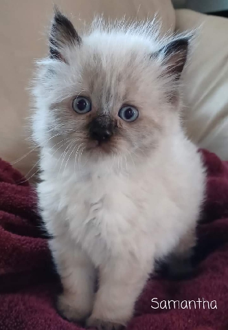 Ragdoll – Adorable ragdoll kittens