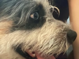 Poodle – Luna and Oscar – Grand Haven