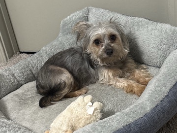 Yorkshire Terrier – 🐾 Rehoming: 2-Year-Old Yorkshire Terrier – Nova 🐾 – Atlanta