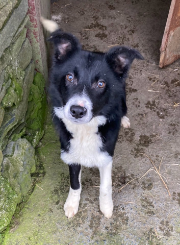 Border Collie – Border collie boy